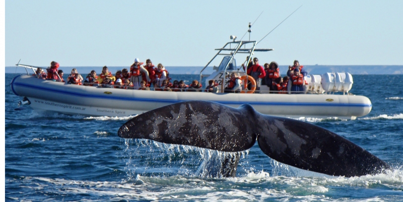 Best of Peninsula Valdés