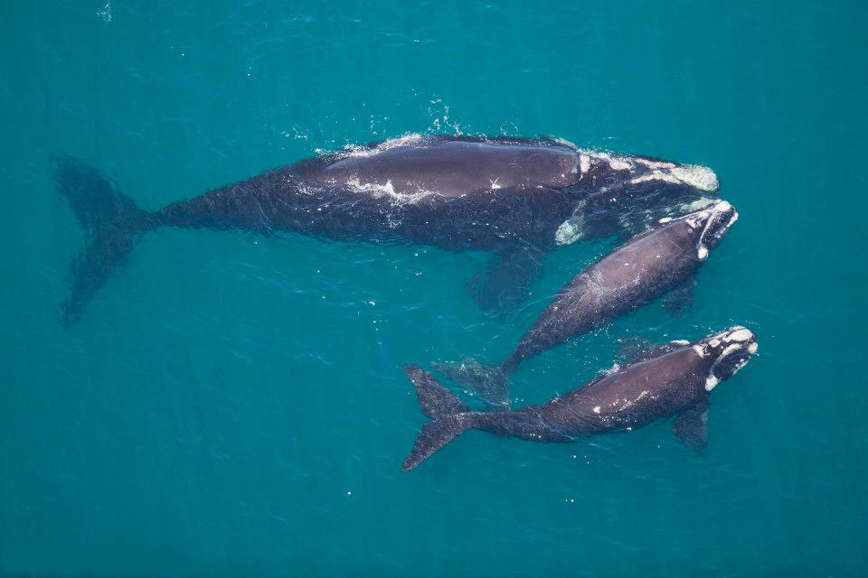 Valdes Southern right whale
