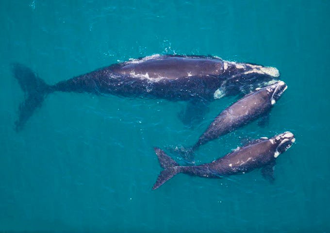 Valdes Southern right whale