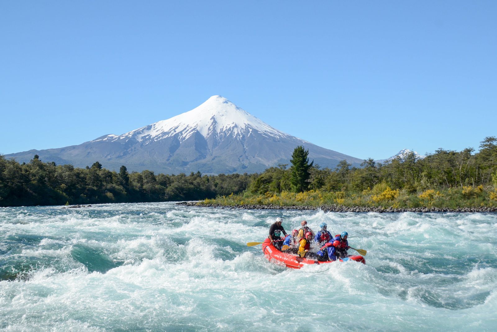 Birds Chile - Rafting Petrohue River