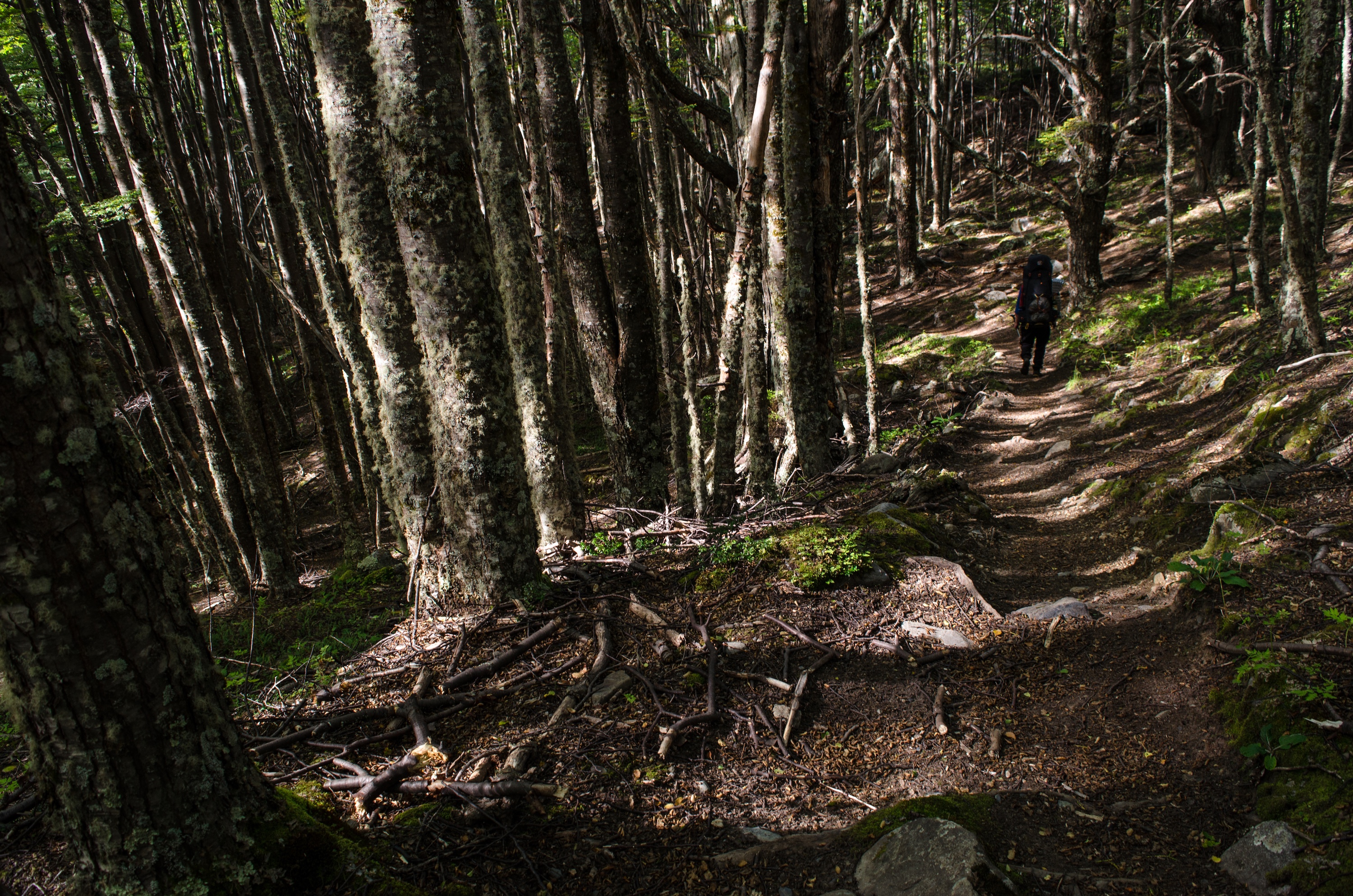 Ancient lenga forests between Dickson and Perros (day 3 H&H trek)