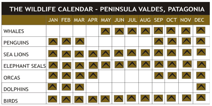 Wildlife in Peninsula Valdés