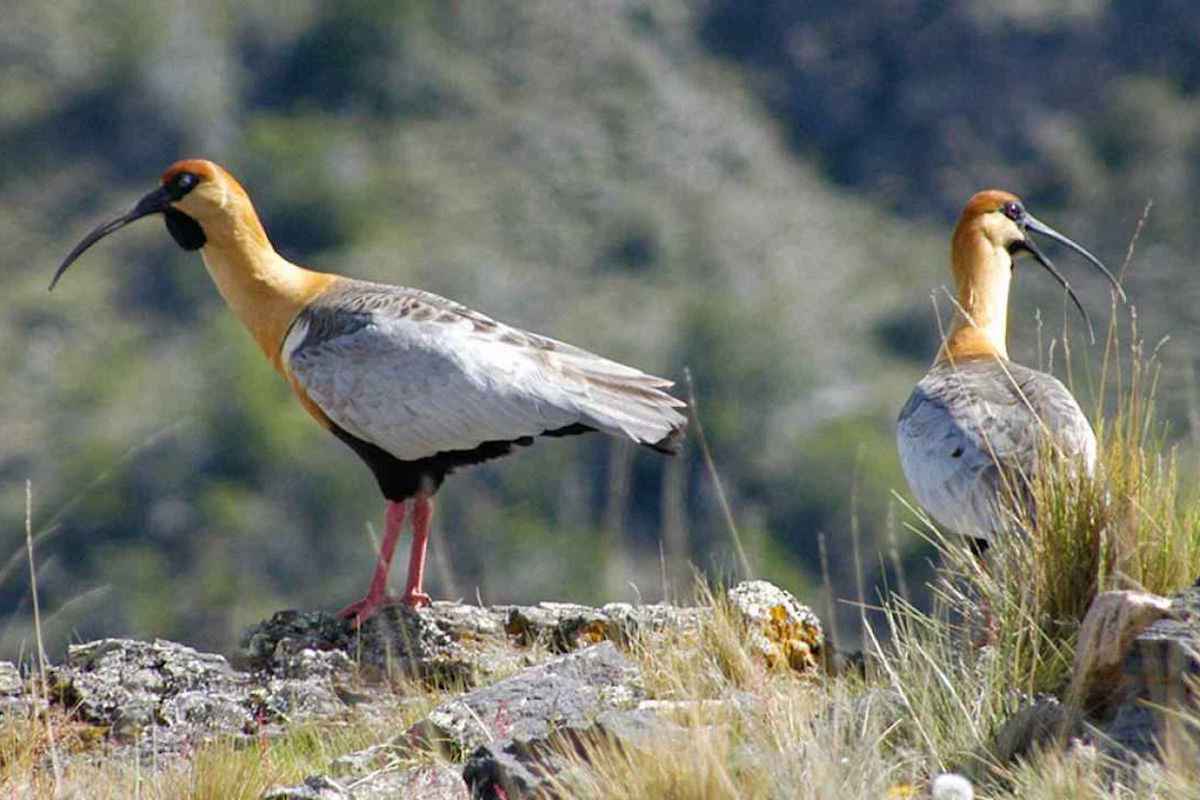 Patagonia National Park