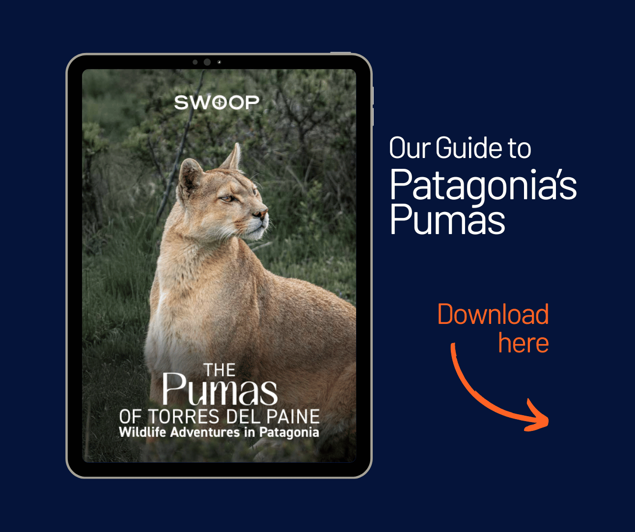 Swoop Pumas of Patagonia PDF