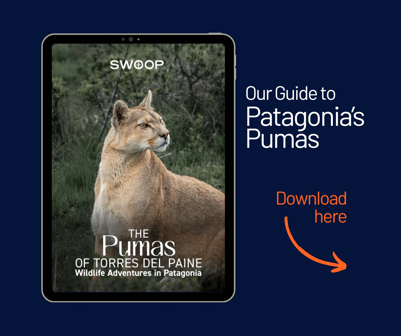 Puma Swoop Sign The Puma Hunter | Swoop Patagonia