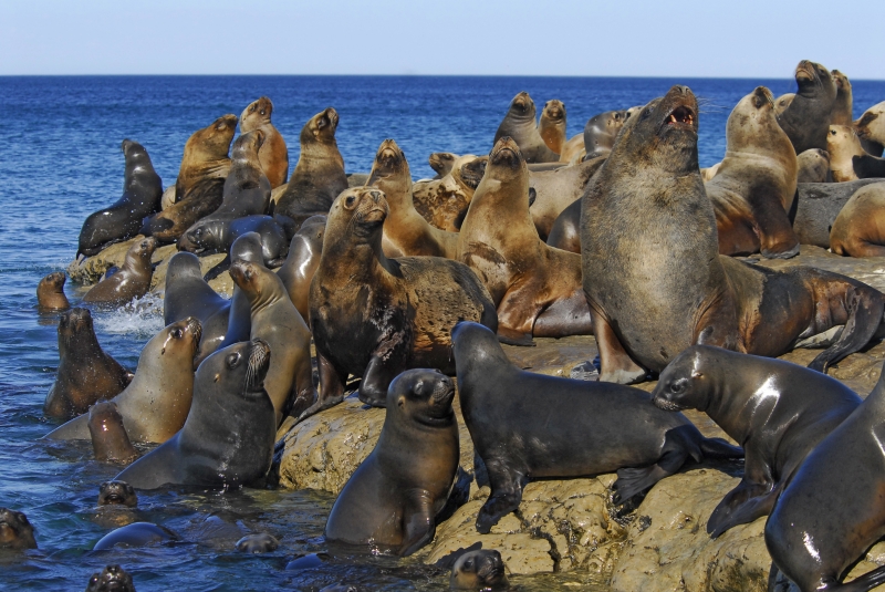 Marine Animals of Patagonia