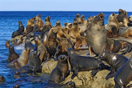 Marine Animals of Patagonia