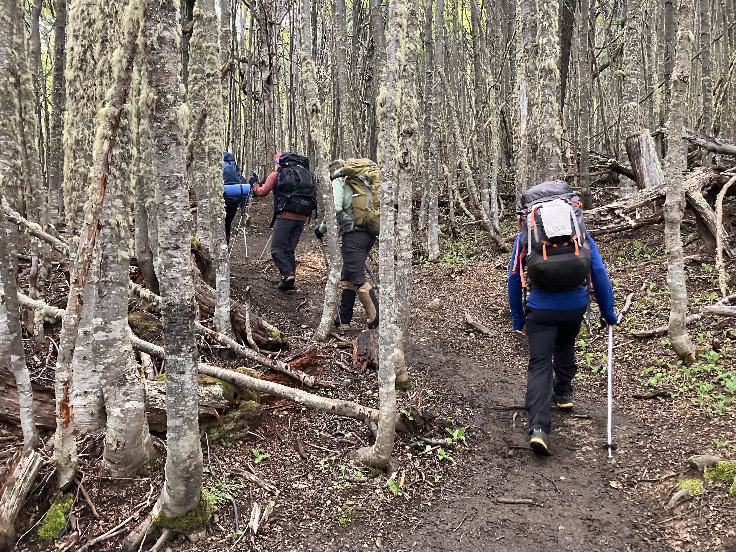 Nico recce - Trekking Deep Into Tierra Del Fuego - woods