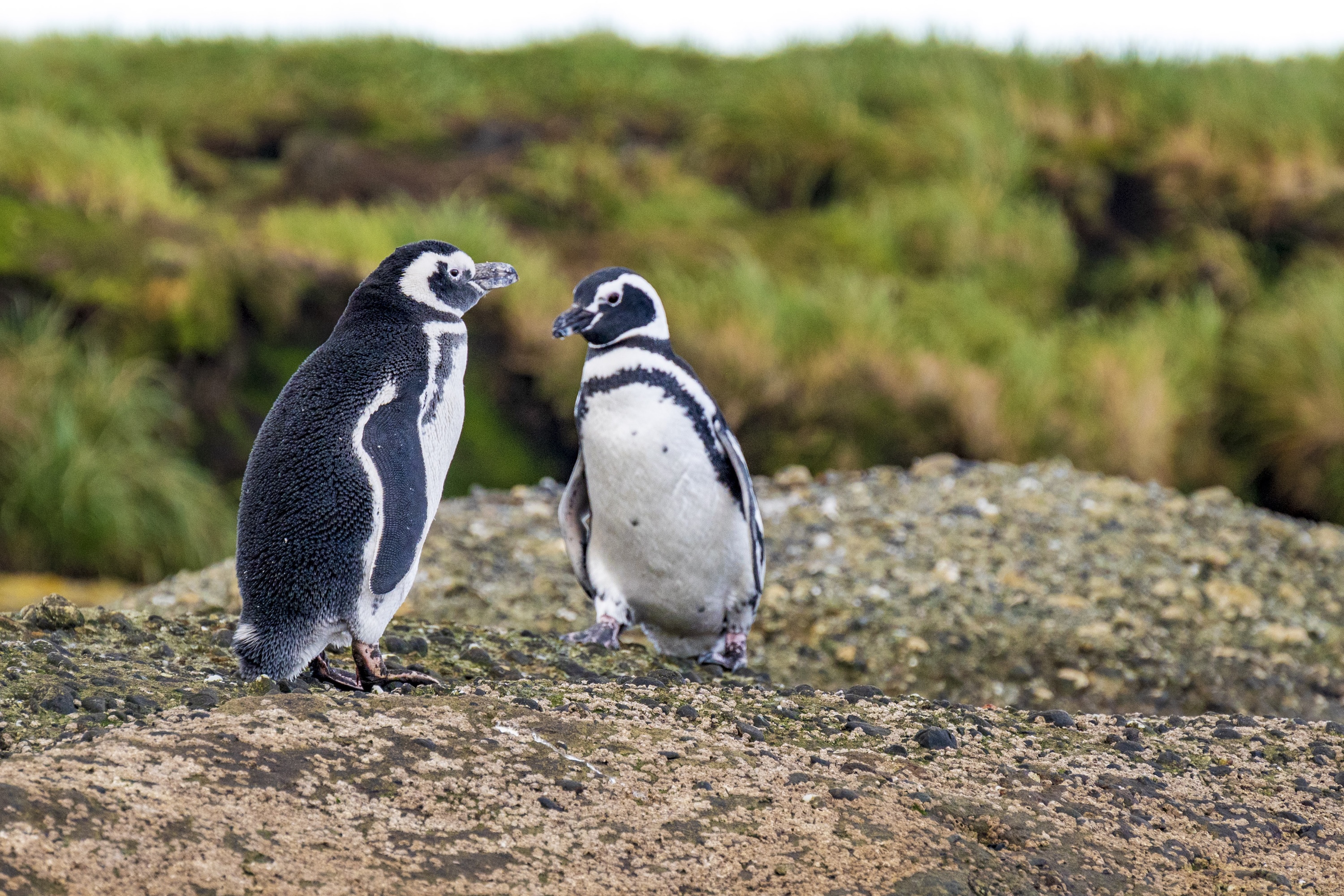 Glaciers & Fjords of Southern Patagonia Expedition Cruise