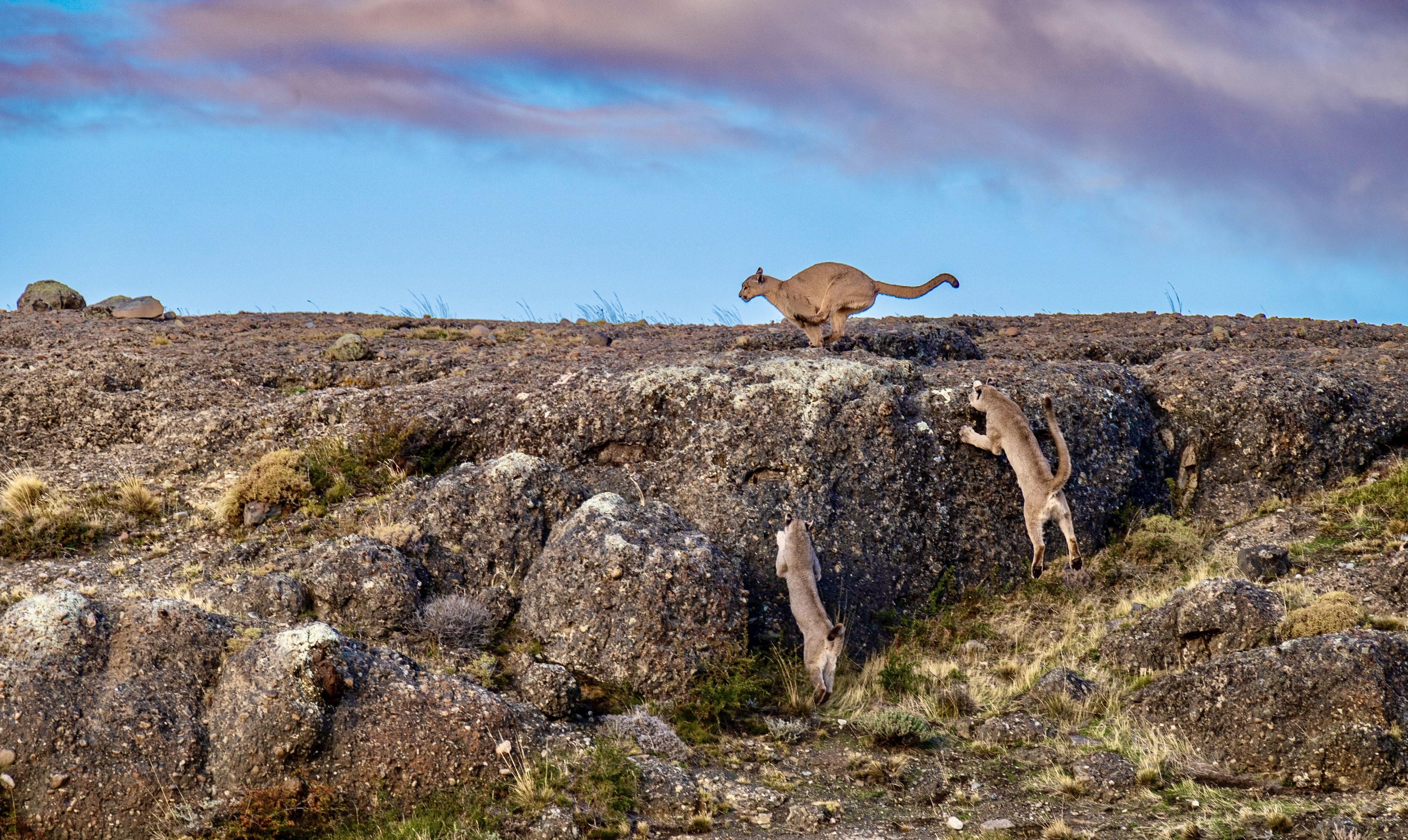 Puma Tracking from a Luxury Lodge