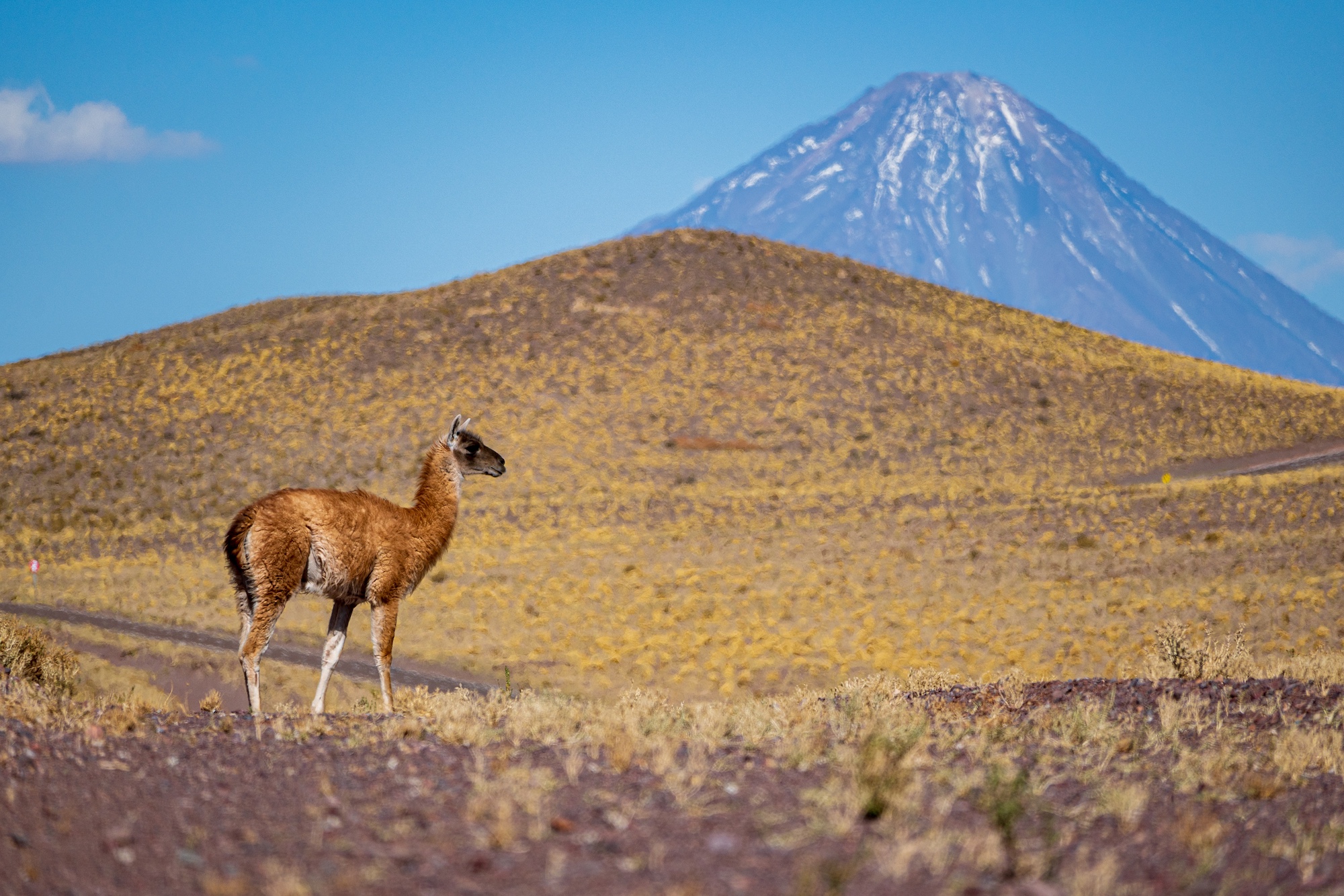 Danny Middleton - Atacama guanaco shot