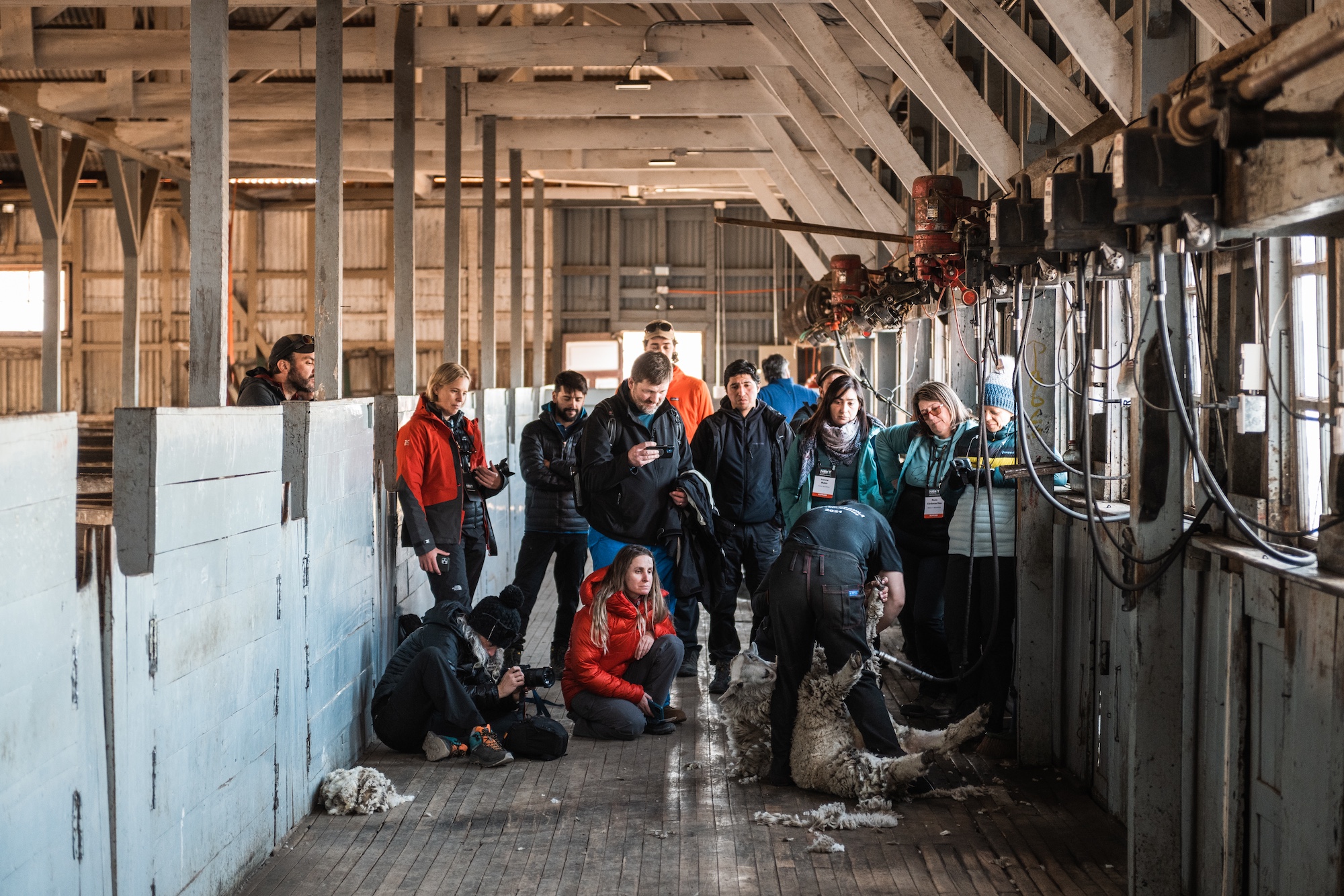 Cerro Guido - sheep shearing