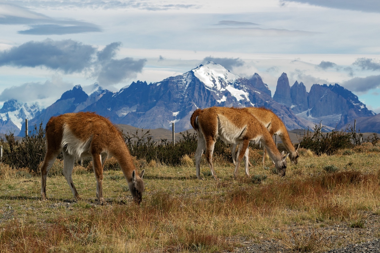 The Singular Patagonia excursions - wildlife